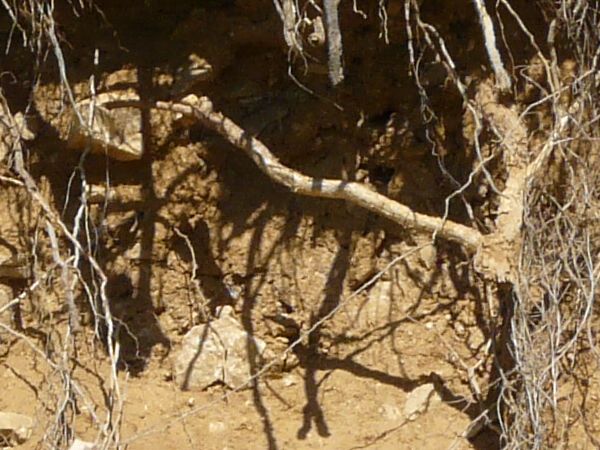 Texture of roots protruding from dry, brown dirt, with areas of green plants.